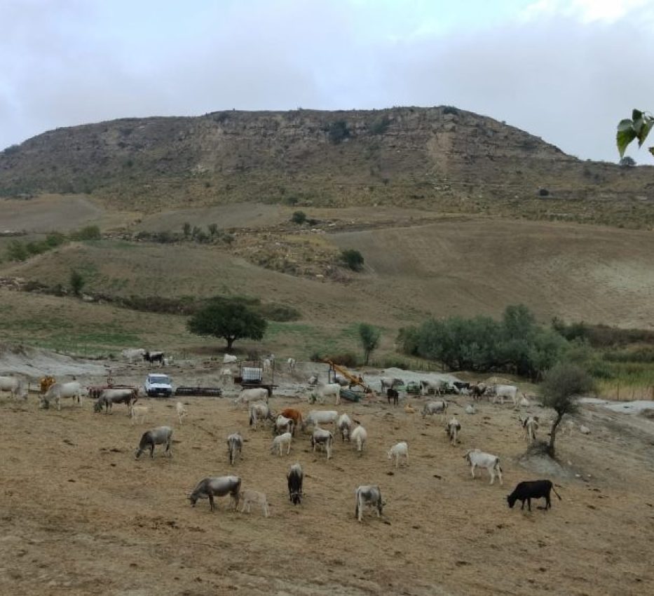 Bovini dell'azienda al pascolo