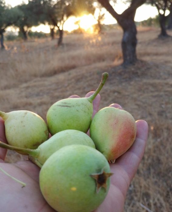 Mano protesa verso il tramonto all'orizzonte, mentre tiene delle pere di produzione aziendale