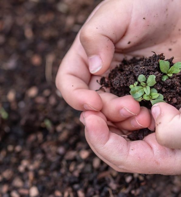 Mani di bambino congiunte a custodire delle piantine appena germogliate